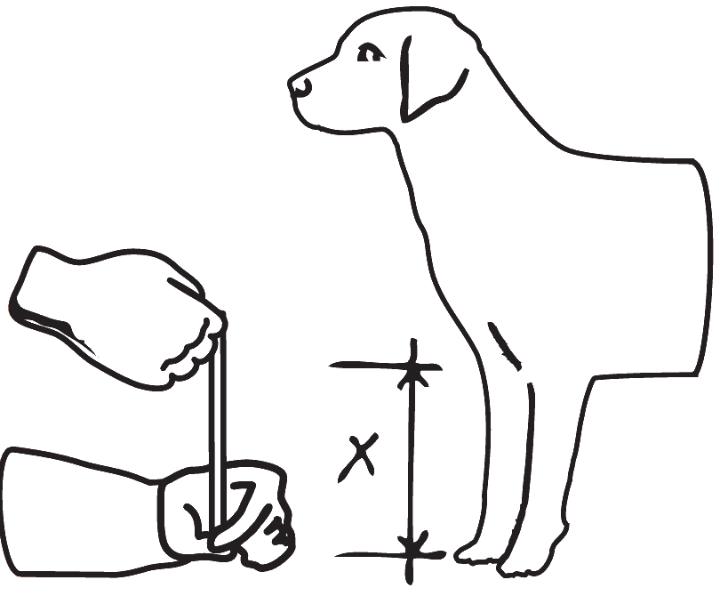 Measuring a dog's belly height from the floor