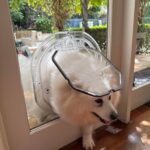 White fluffy dog coming in through a clear Dogwalk Medium Slim Line dog door fitted in a glass door