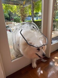 A dog pushing through the clear flap of the Dogwalk Medium Slim Line glass-fitting dog door