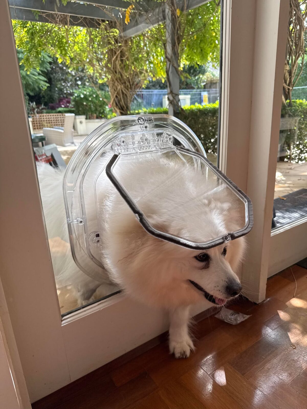 White fluffy dog coming in through a clear Dogwalk Medium Slim Line dog door fitted in a glass door