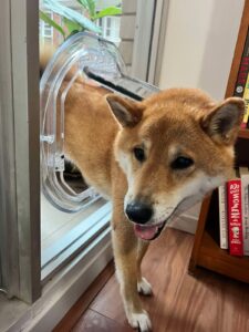A Shiba Inu beside the Dogwalk Medium Slim Line glass-fitting dog door fitted in a glass panel