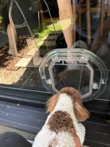 Dogwalk Intermediate Slim Line glass-fitting dog door installed in a glass panel, with a dog waiting on the other side
