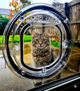 A tabby cat sitting outside, looking in through a Catwalk Maxi glass-fitting pet door