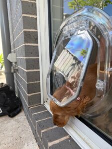 A dog stepping through the Dogwalk Intermediate Slim Line glass-fitting dog door fitted in a glass panel