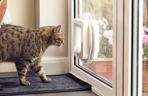 Tabby cat looking out through a white SureFlap Microchip Cat Flap fitted in a door