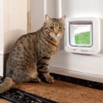 Tabby cat sitting beside a white SureFlap Microchip Cat Flap installed in a door