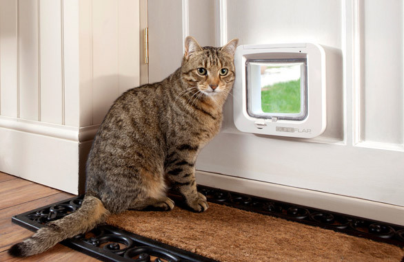 Tabby cat sitting beside a white SureFlap Microchip Cat Flap installed in a door