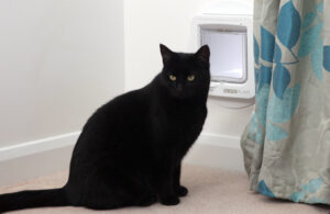 Black cat indoors next to a SureFlap Microchip Cat Flap installed through a wall