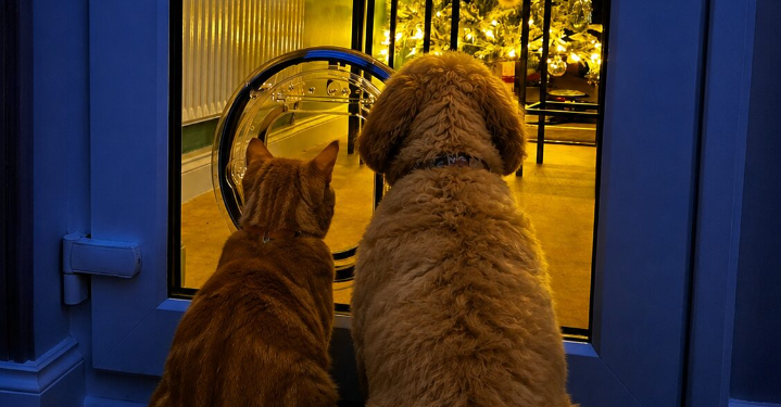 A dog and a cat looking at a clear Catwalk Maxi G-SDDC pet door