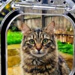 Tabby cat looking in from the garden through the clear flap of a Catwalk glass-fitting cat door